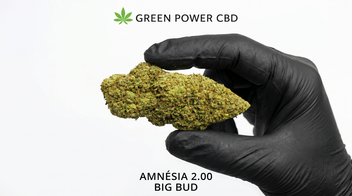 Amnésia 2.00 – CBD Chill(+)😎