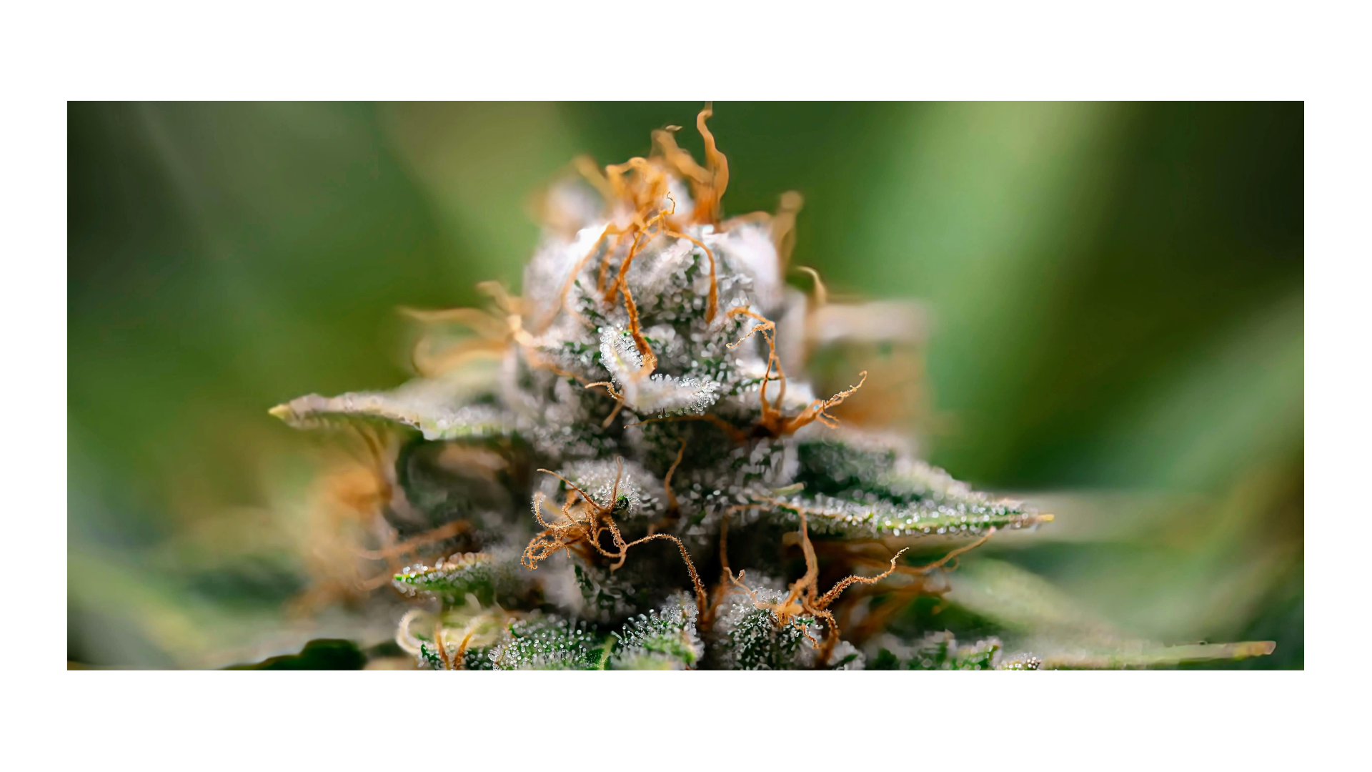 FLEURS CBD PREMIUM PUISSANCE MAX 🤯💥