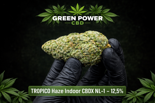 🌴TROPICO Haze  Indoor CBDX NL-1 - 12,5% – CBD PUISSANT🚀(++)