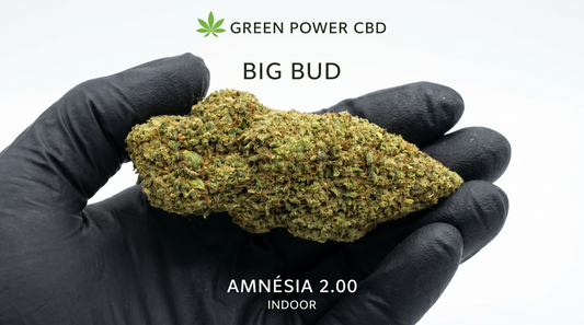 Amnésia 2.00   – CBD Chill(+)😎