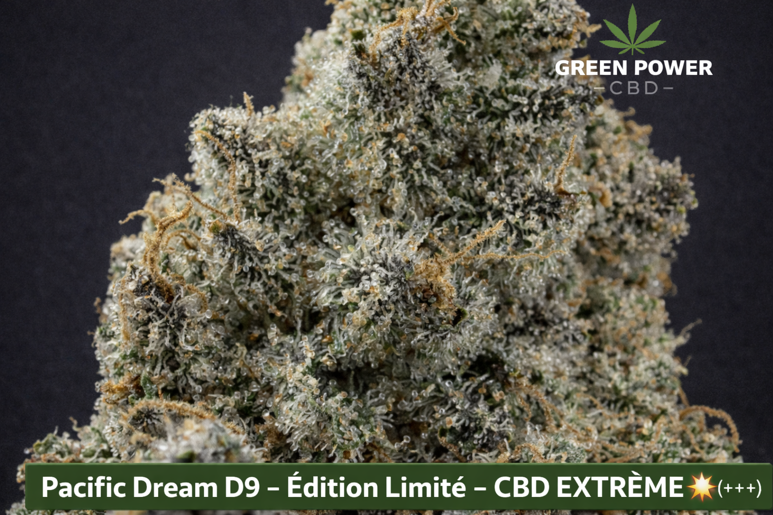 Pacific Dream D9